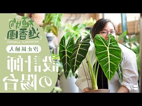觀音蓮 風水